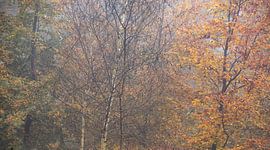 Autumn Palette