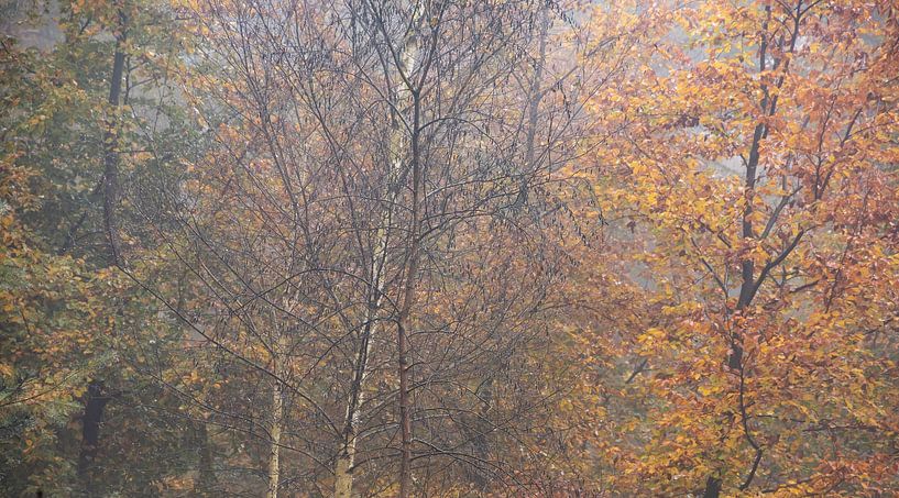 Autumn Palette by Marloes ten Brinke