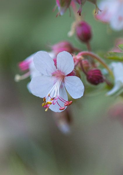 Geranium close-up von Bianca Muntinga