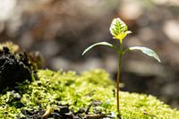 Kleine plant groeit in het licht van de natuur.