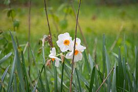 Des fleurs printanières fraîches : des jonquilles blanches baignées d'une douce lumière