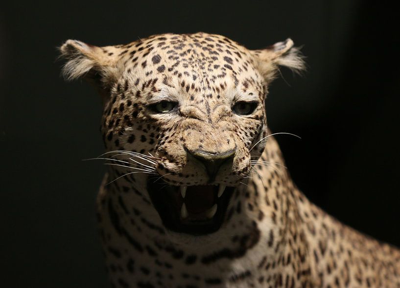 Leopard by Matthias Brix