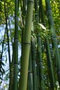 Bambus by Gabi Siebenhühner thumbnail