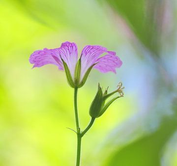 Geranium by Corinne Welp