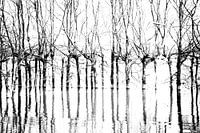 Bomen in Biesbosch