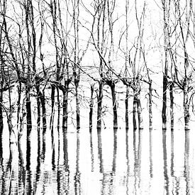 Bomen in Biesbosch van Erik Snoey