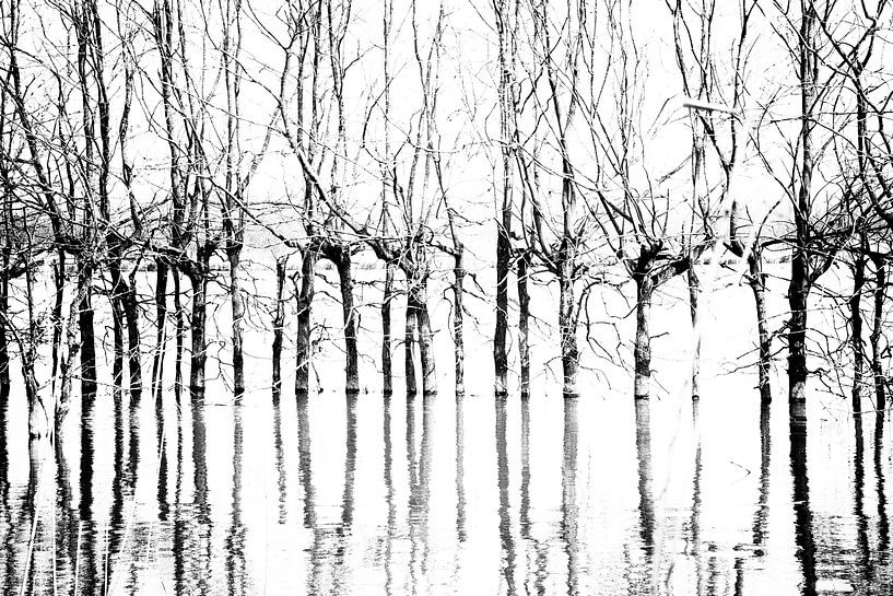 Bomen in Biesbosch von Erik Snoey