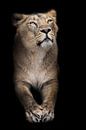 De trotse leeuwin, voor half lichaam met poten zit trots geïsoleerde zwarte achtergrond van Michael Semenov thumbnail