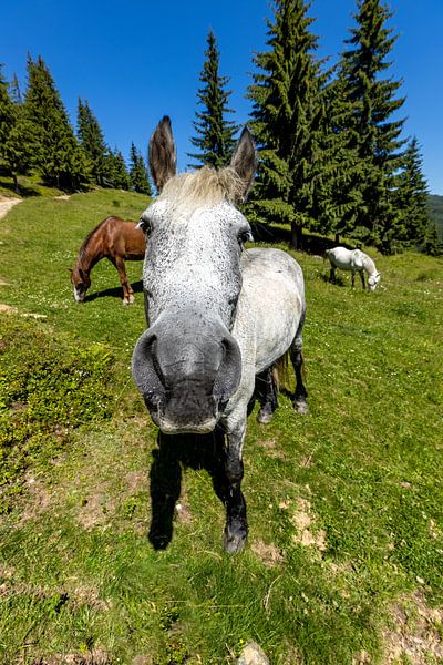 Wilde Pferde in der Natur von Roland Brack