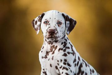 Dalmatian puppy by Lotte van Alderen