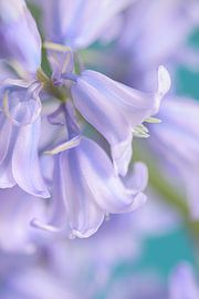 Le printemps dans la maison ! Turquoise avec des fleurs de calice violet clair et rose sur Marjolijn van den Berg