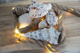 shells lights by Kimberly Van Muylder