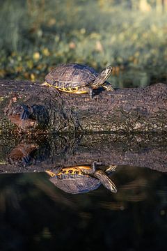 'Schildpad in het Mastbos Breda van Andre Gerbens