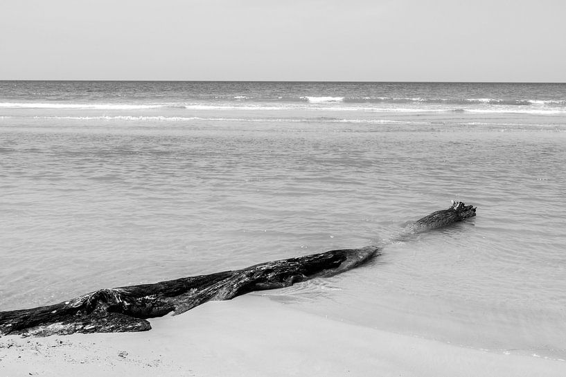 Treibholz am Strand von Femke Ketelaar