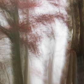 brouillard dans la forêt sur Ingrid Van Damme fotografie