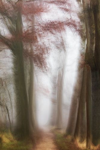 fog in the forest
