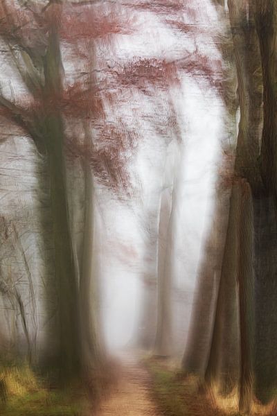 Nebel im Wald von Ingrid Van Damme fotografie