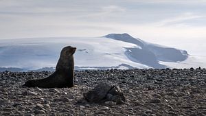 Eine Pelzrobbe in der Landschaft der Antarktis