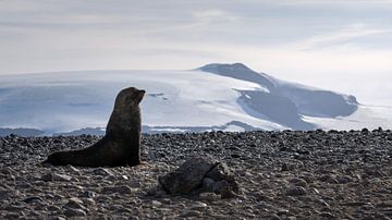 Een pelsrob in het landschap van Antarctica van Anges van der Logt