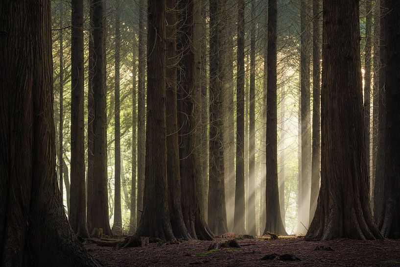 Sunbeams through the forest by Jeroen Lagerwerf