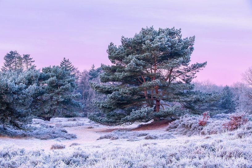 Zeegser Dünen von Peter Kuipers