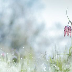 Wild Lapwing flower early in the morning by Frensis Kuijer