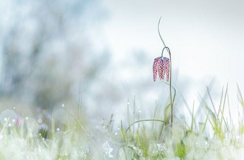Wilde Kievitsbloem vroeg in de morgen