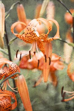 koninkrijk van fantasina