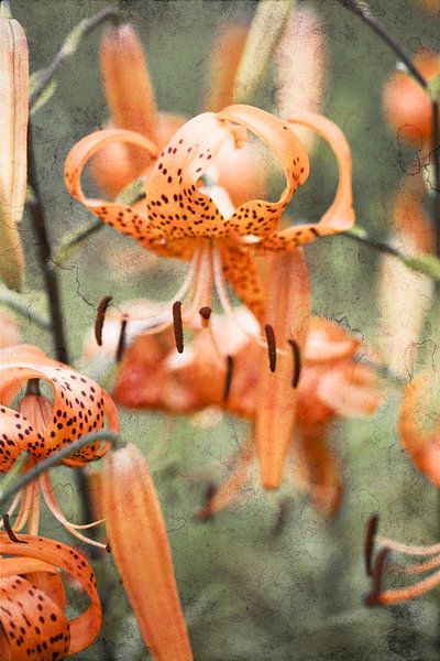 kingdom von fantasina