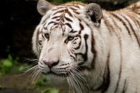 Witte tijger