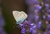 vlinder macro