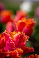 Tulipe abstraite en rouge et orange.