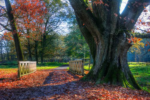 Tree at the bridge