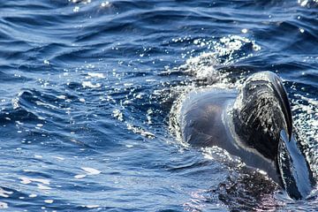 Pilot whale off the coast of Tenerife by Reiner Conrad