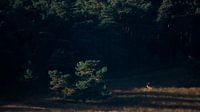 Edelhert in de spotlight van Danny Slijfer Natuurfotografie thumbnail