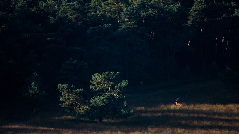 Edelhert in de spotlight van Danny Slijfer Natuurfotografie