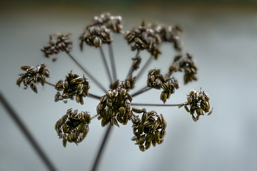 Brauner Samenkopf von Liebstöckel (Levisticum officinale) im Herbst oder Winter vor grauem Hintergru