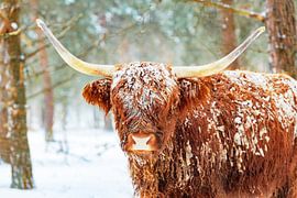 Schottische Highlander-Rinder im Winter im Schnee von Sjoerd van der Wal Fotografie