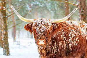 Schottische Highlander-Rinder im Winter im Schnee