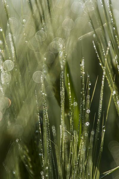 Dewdrops by Norbert Sülzner