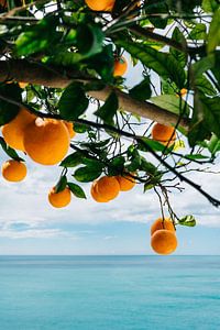 Sinaasappels aan de Amalfikust IV van Bethany Young Photography