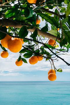 Côte amalfitaine Oranges IV sur Bethany Young Photography