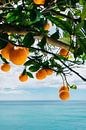 Sinaasappels aan de Amalfikust IV van Bethany Young Photography thumbnail
