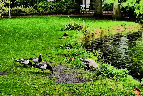 Utrecht - Les oies du Wilhelminapark