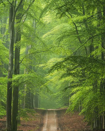 L'avenue Beech en été