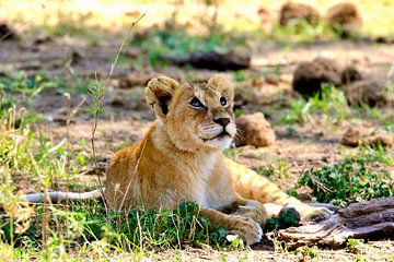 Dromend leeuwenwelp in de Serengeti