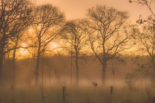 Zonsopkomst Peerdsbos