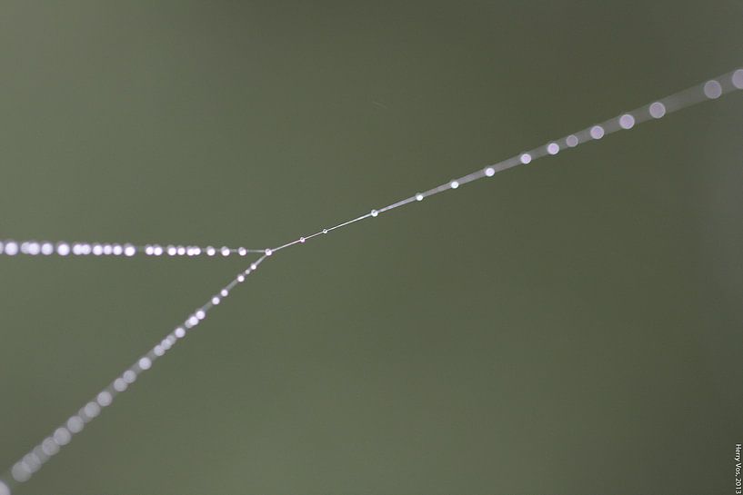 Dauwdruppels op spinrag par Herry Vos