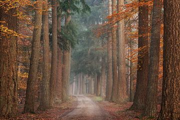 Chemin d'automne sur Yen Do