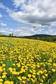 Eine Fläche mit Löwenzahnblüten von Claude Laprise